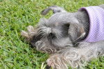 Photo Schnauzer Nain
