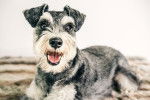 Photo Schnauzer Nain