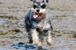 Photo Schnauzer Nain
