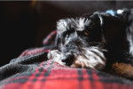 Photo Schnauzer Nain