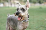 Photo Schnauzer Nain