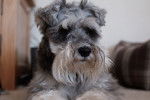 Photo Schnauzer Nain