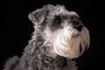 Photo Schnauzer Nain