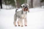 Photo Schnauzer Nain