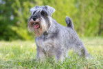 Photo Schnauzer Nain