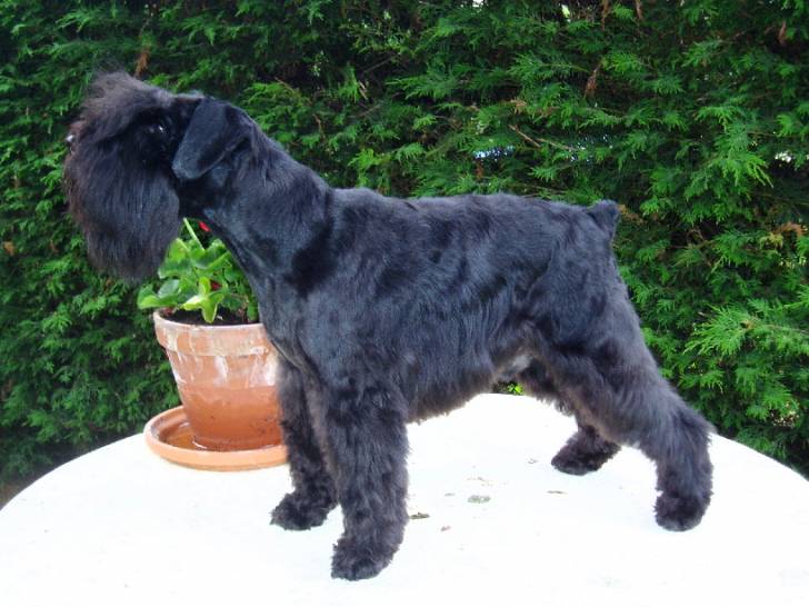 Upsa du Bujol - Schnauzer Nain