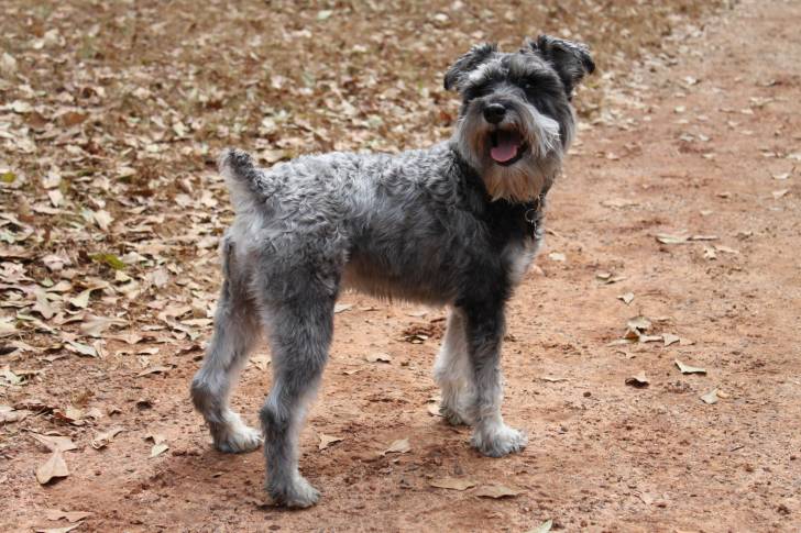 Photo Schnauzer Nain