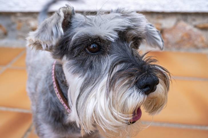 Le Schnauzer Nain