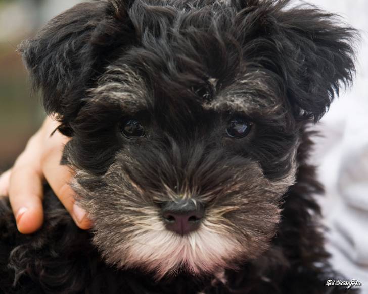 Photo Schnauzer Nain