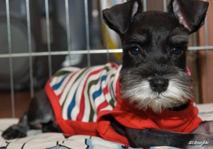 Photo Schnauzer Nain