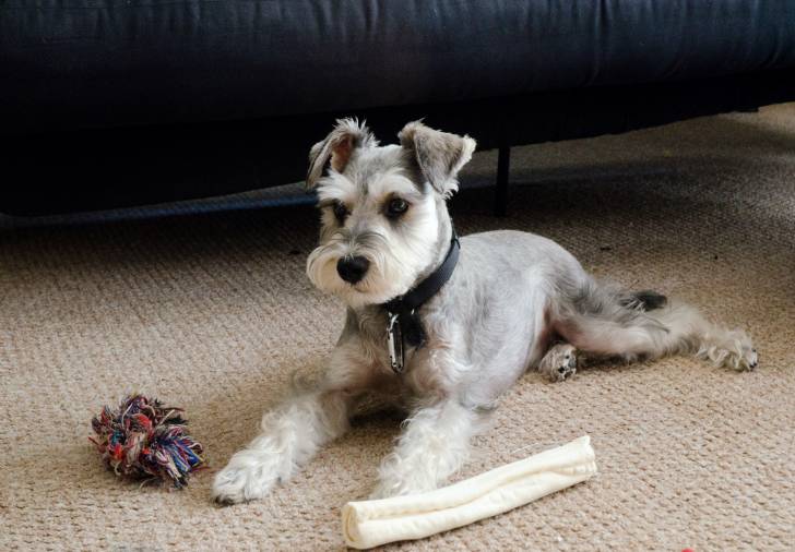 Photo Schnauzer Nain