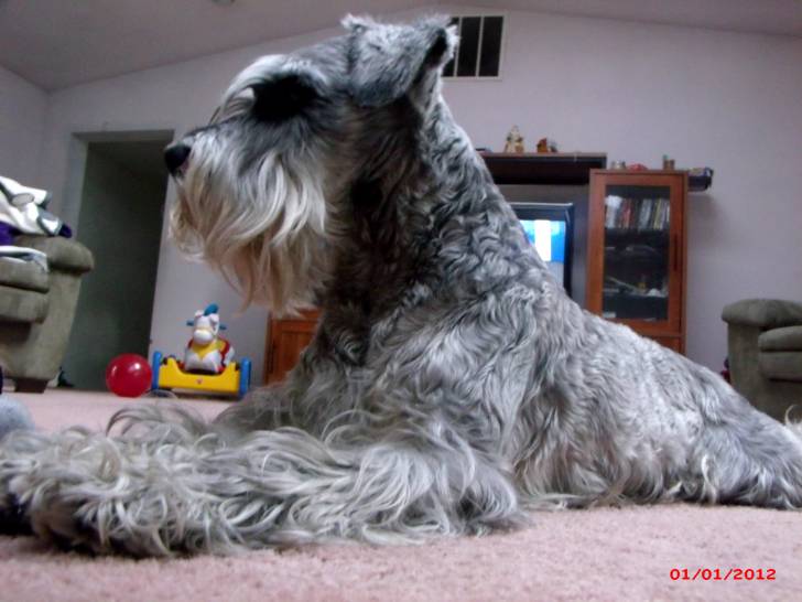 Photo Schnauzer Nain