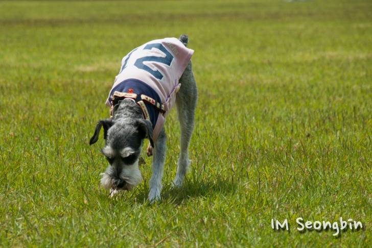 Photo Schnauzer Nain