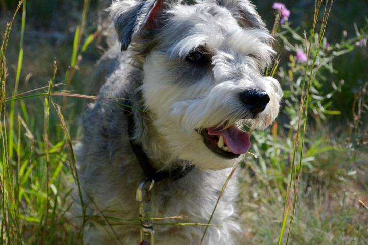 Photo Schnauzer Nain