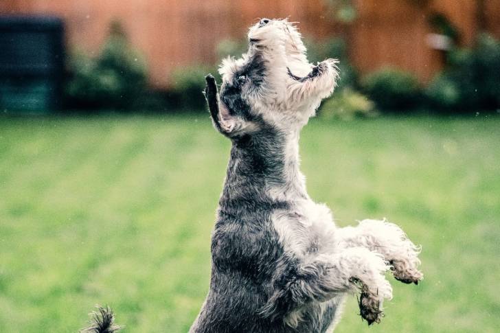 Photo Schnauzer Nain