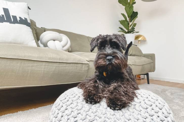 Photo Schnauzer Nain