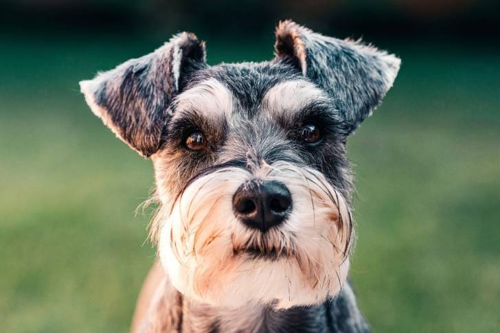 Photo Schnauzer Nain