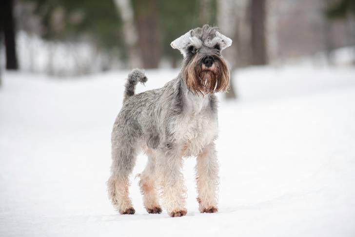 Photo Schnauzer Nain
