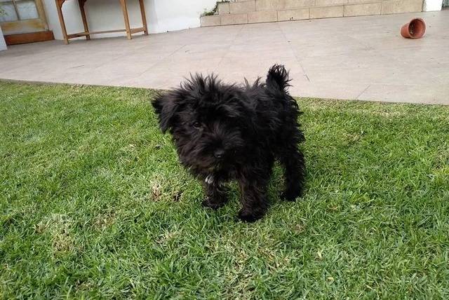 Un Schnauzer Nain sur une surface gazonnée et regardant vers la caméra 
