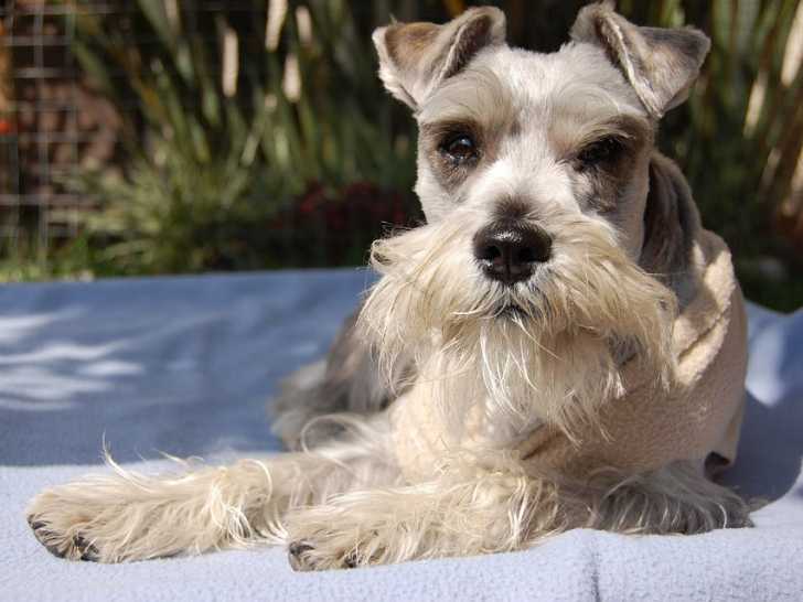 Le Schnauzer miniature