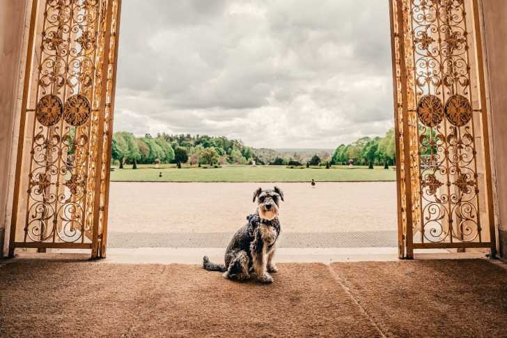 Photo Schnauzer Nain