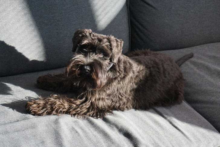 Le Schnauzer Nain