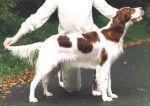 Setter Irlandais Rouge et Blanc - Setter Irlandais Rouge et Blanc