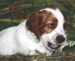 Setter Irlandais Rouge et Blanc - Setter Irlandais Rouge et Blanc