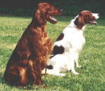 Setter Irlandais Rouge et Blanc - Setter Irlandais Rouge et Blanc