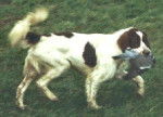 Setter Irlandais Rouge et Blanc - Setter Irlandais Rouge et Blanc