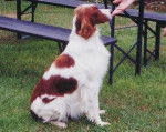 Setter Irlandais Rouge et Blanc - Setter Irlandais Rouge et Blanc