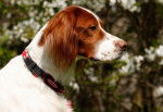 La tête d'un Setter Irlandais Rouge et Blanc vue de profil