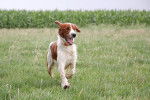 Un Setter Irlandais Rouge et Blanc qui porte un collier rouge
