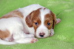 Un chiot Setter Irlandais Rouge et Blanc