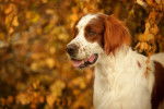 Un Setter Irlandais Rouge et Blanc dehors en automne