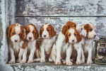 Une portée de chiot Un Setters Irlandais Rouge et Blanc