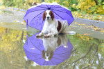 Un Setter Irlandais Rouge et Blanc pris en photo avec un parapluie violet