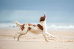 Un Setter Irlandais Rouge et Blanc en train de courir sur une plage