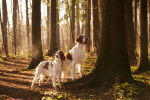 Un couple de Setters Irlandais Rouge et Blanc