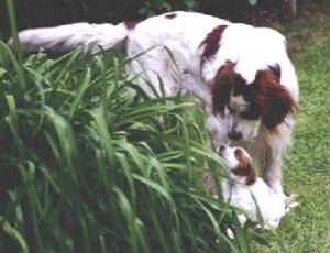 Setter Irlandais Rouge et Blanc - Setter Irlandais Rouge et Blanc