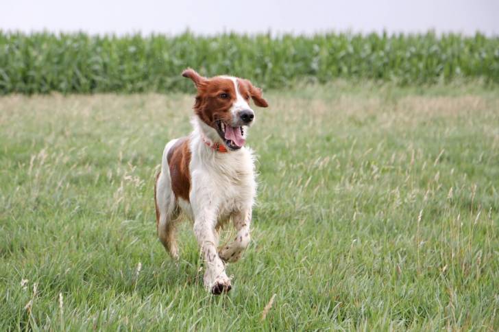 Un Setter Irlandais Rouge et Blanc qui porte un collier rouge