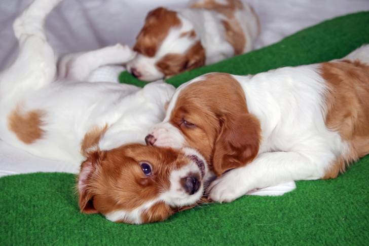 Des chiots Setters Irlandais Rouge et Blanc