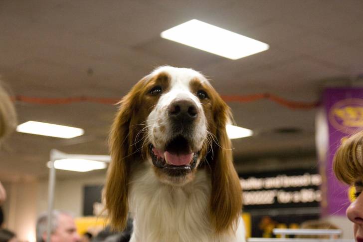 Photo Setter Irlandais Rouge et Blanc