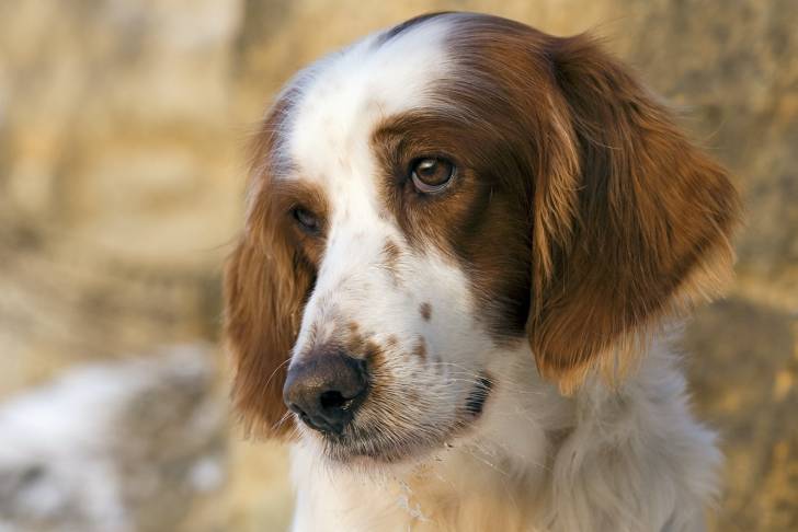 La tête d'un Setter Irlandais Rouge et Blanc