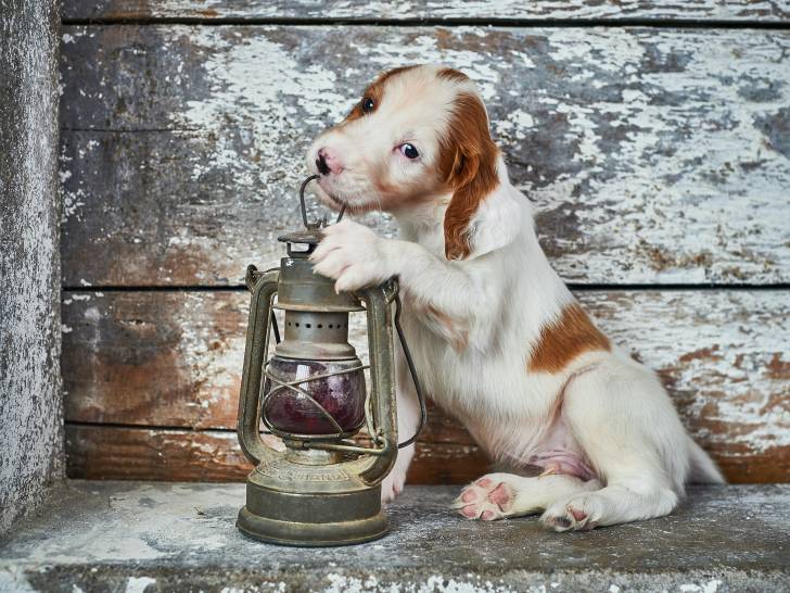 Un chiot Setter Irlandais Rouge et Blanc pris en photo avec une lanterne