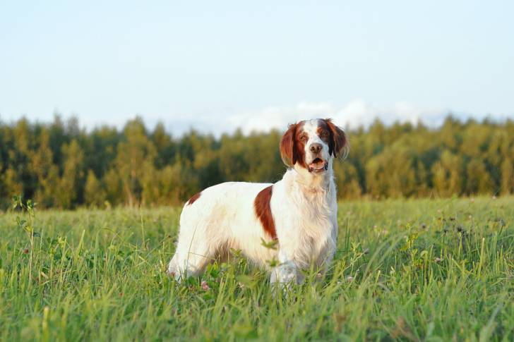Un Setter Irlandais Rouge et Blanc en train de se promener dans la nature
