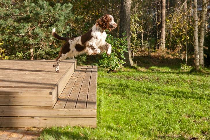 Un Setter Irlandais Rouge et Blanc en train de sauter d'une terrasse en bois