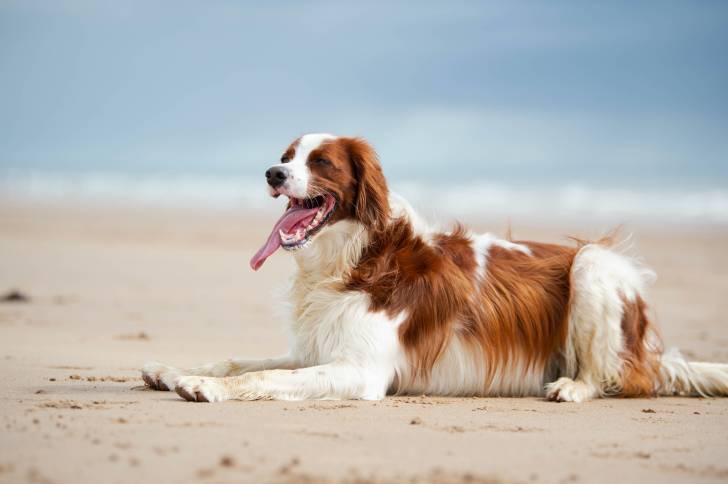 Un Setter Irlandais Rouge et Blanc allongé à la plage