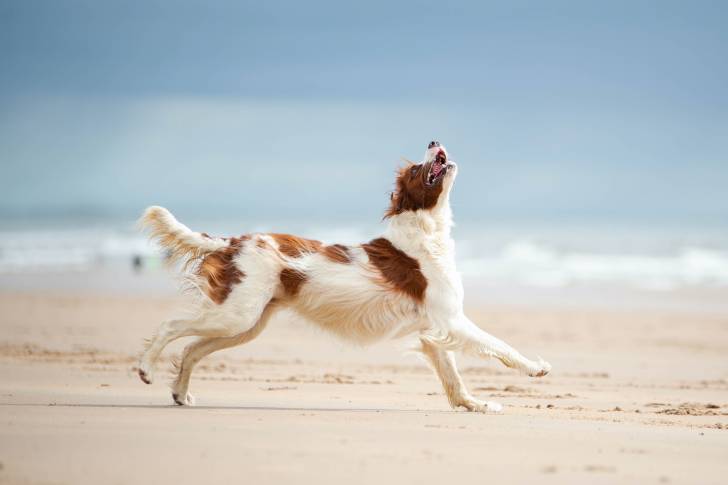 Un Setter Irlandais Rouge et Blanc en train de courir sur une plage