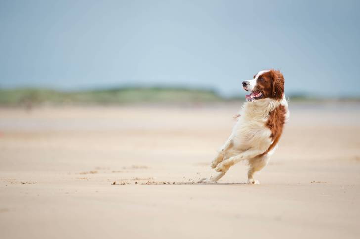Un Setter Irlandais Rouge et Blanc en train de jouer sur une plage
